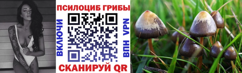 Псилоцибиновые грибы Psilocybe  Зима 